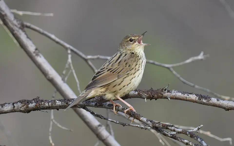 Lanceolated Warbler (Locustella lanceolata) — photo 2 of 9