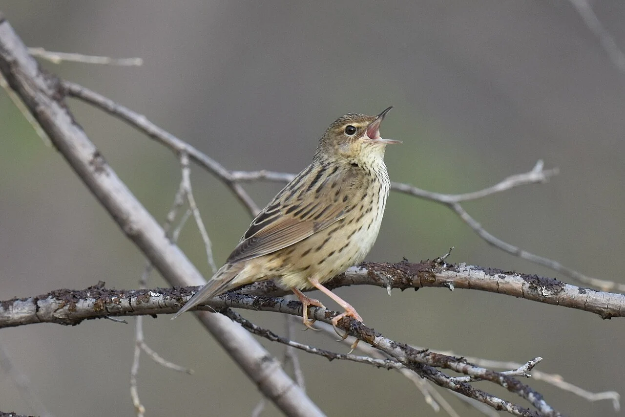 Lanceolated Warbler (Locustella lanceolata) — photo 2 of 9
