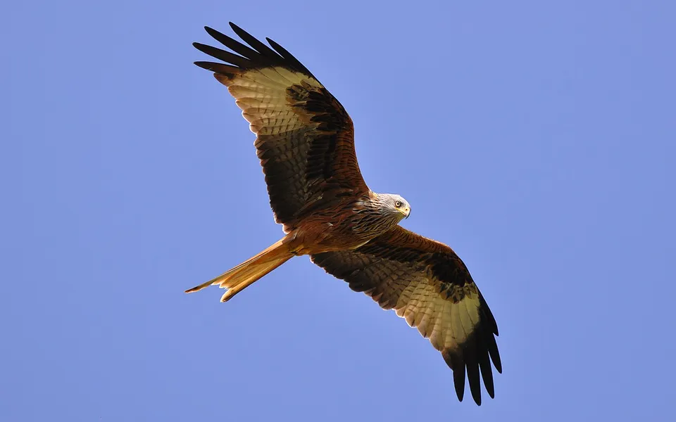 Red Kite (Milvus milvus) — photo 7 of 7