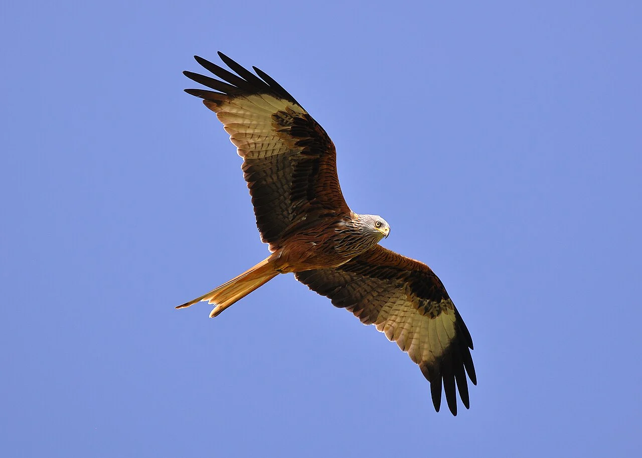 Red Kite (Milvus milvus) — photo 7 of 7