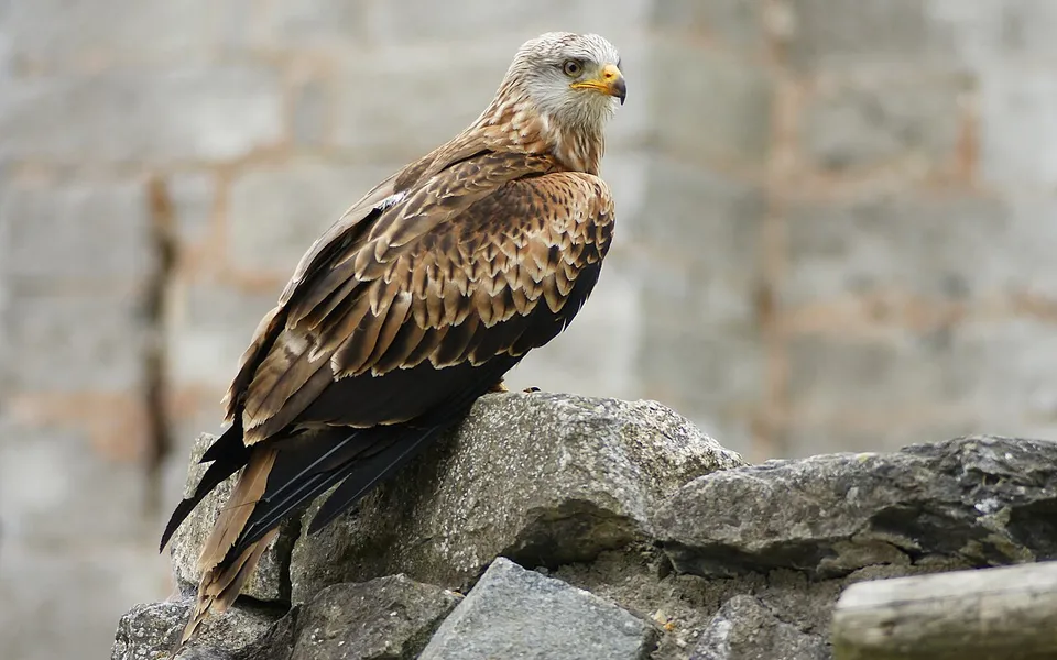 Red Kite (Milvus milvus) — photo 6 of 7