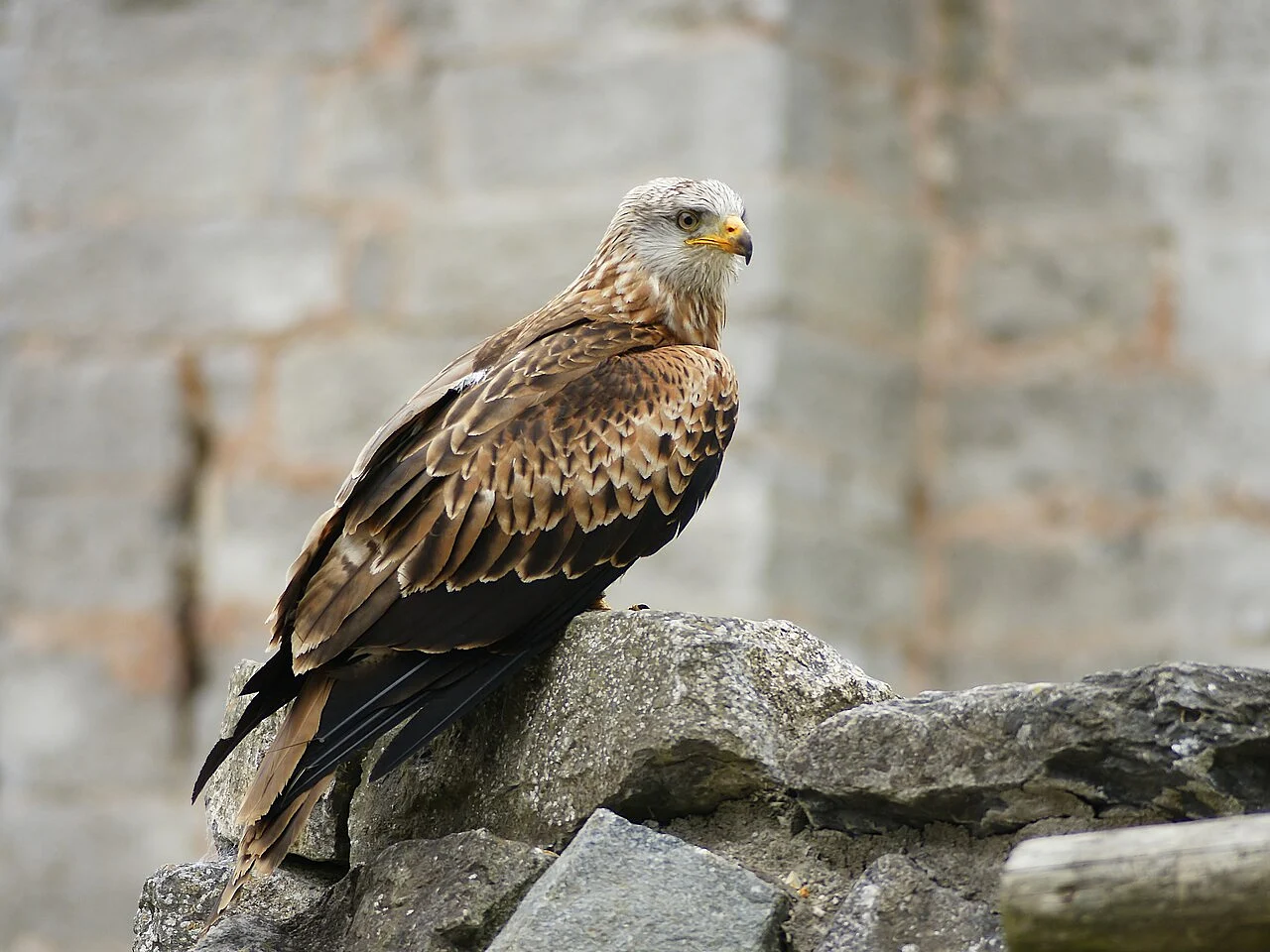 Red Kite (Milvus milvus) — photo 6 of 7