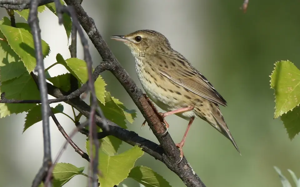 Lanceolated Warbler (Locustella lanceolata) — photo 6 of 9