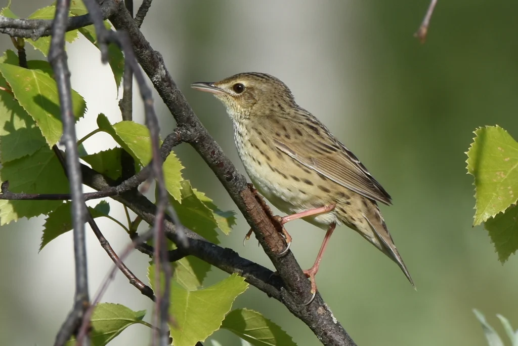 Lanceolated Warbler (Locustella lanceolata) — photo 6 of 9