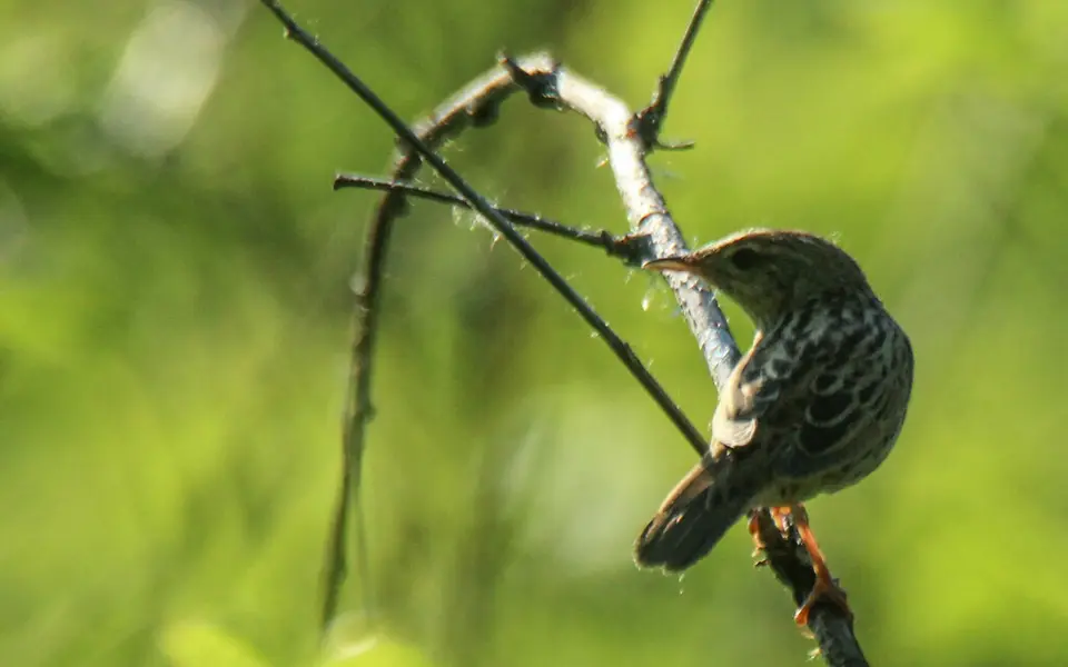 Lanceolated Warbler (Locustella lanceolata) — photo 7 of 9