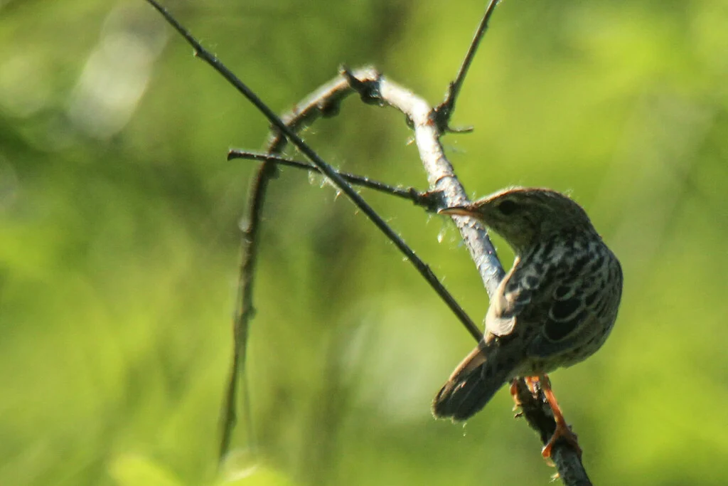 Lanceolated Warbler (Locustella lanceolata) — photo 7 of 9