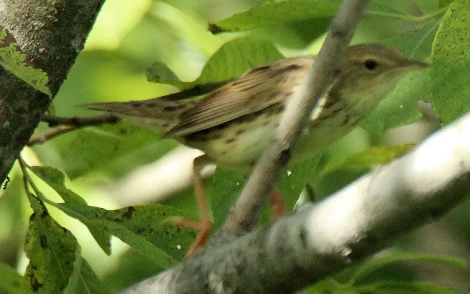 Lanceolated Warbler (Locustella lanceolata) — photo 4 of 9