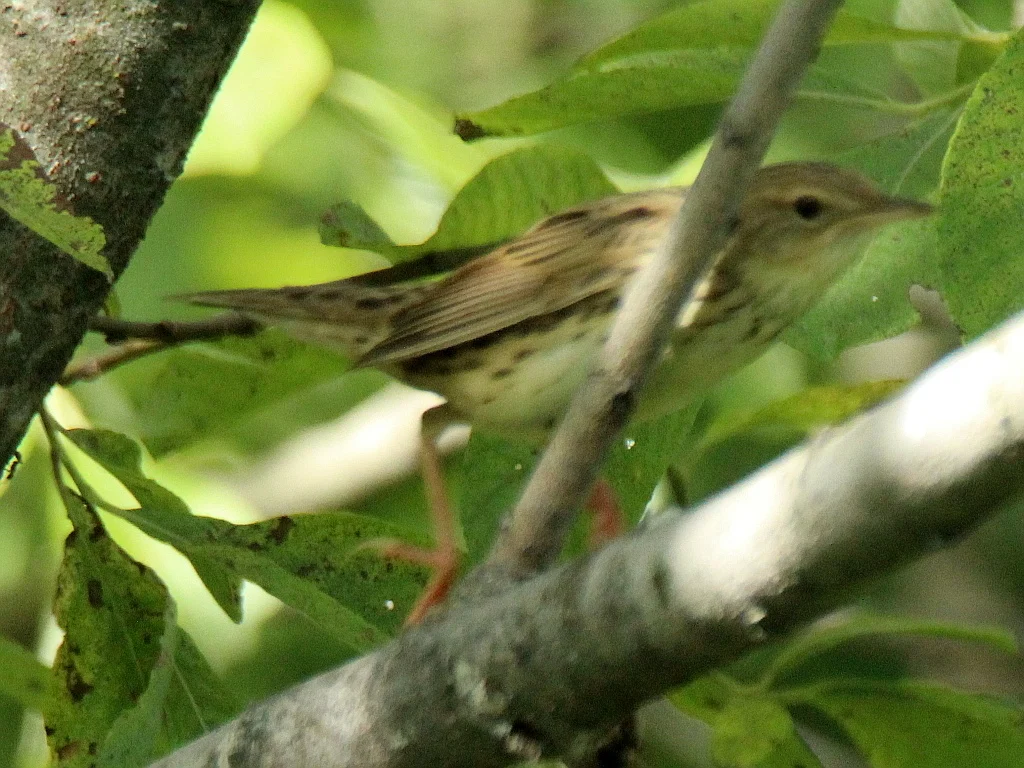 Lanceolated Warbler (Locustella lanceolata) — photo 4 of 9