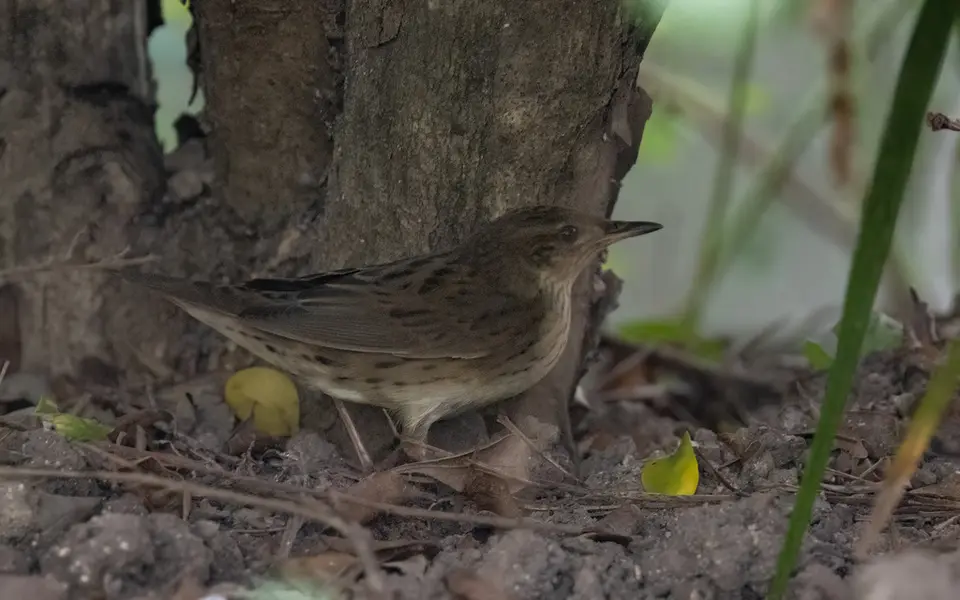 Lanceolated Warbler (Locustella lanceolata) — photo 5 of 9