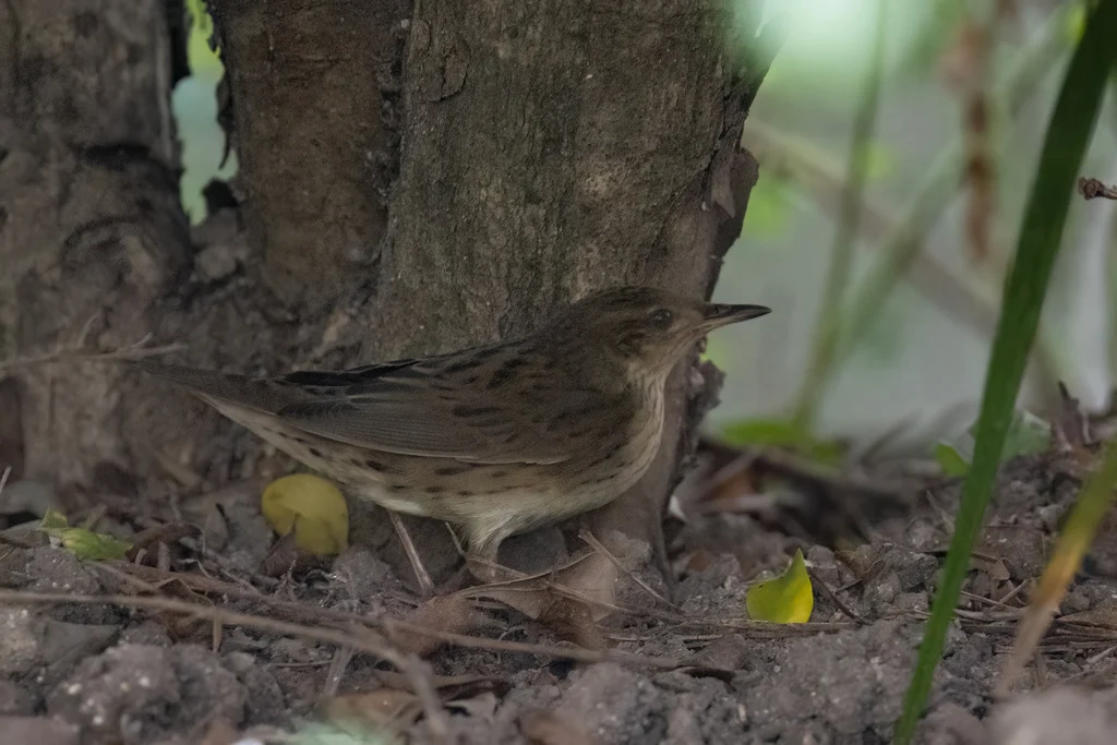 Lanceolated Warbler (Locustella lanceolata) — photo 5 of 9