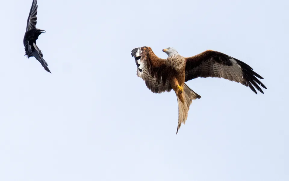 Red Kite (Milvus milvus) — photo 5 of 7