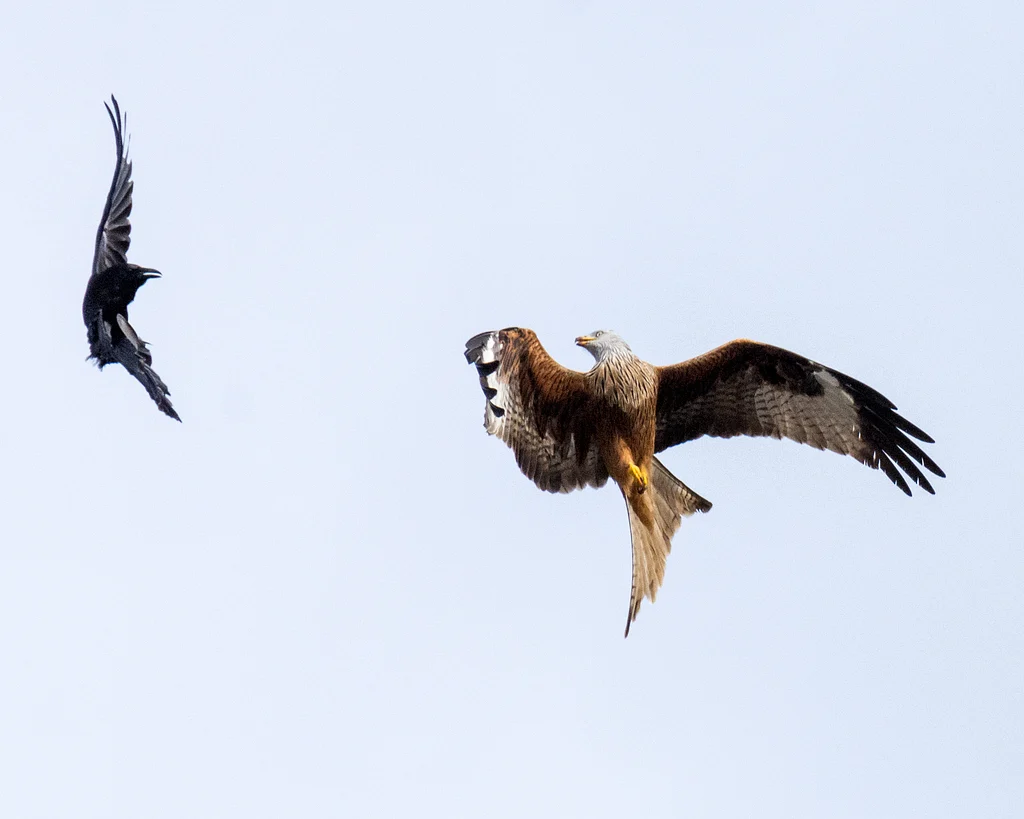 Red Kite (Milvus milvus) — photo 5 of 7