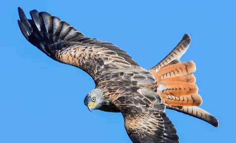 Red Kite (Milvus milvus) — photo 2 of 7