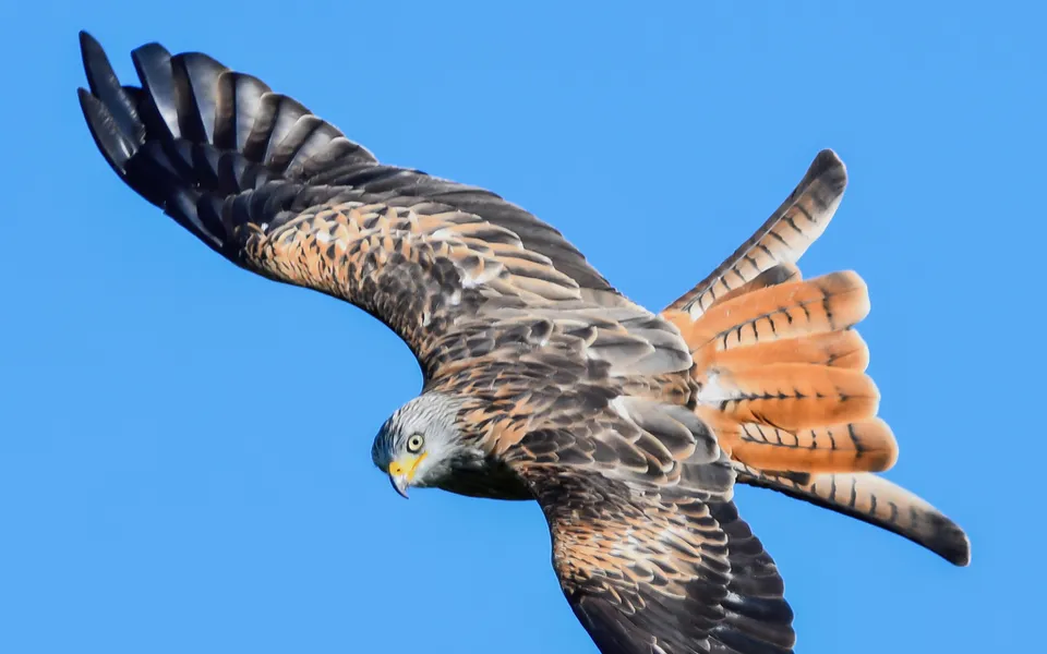 Red Kite (Milvus milvus) — photo 2 of 7