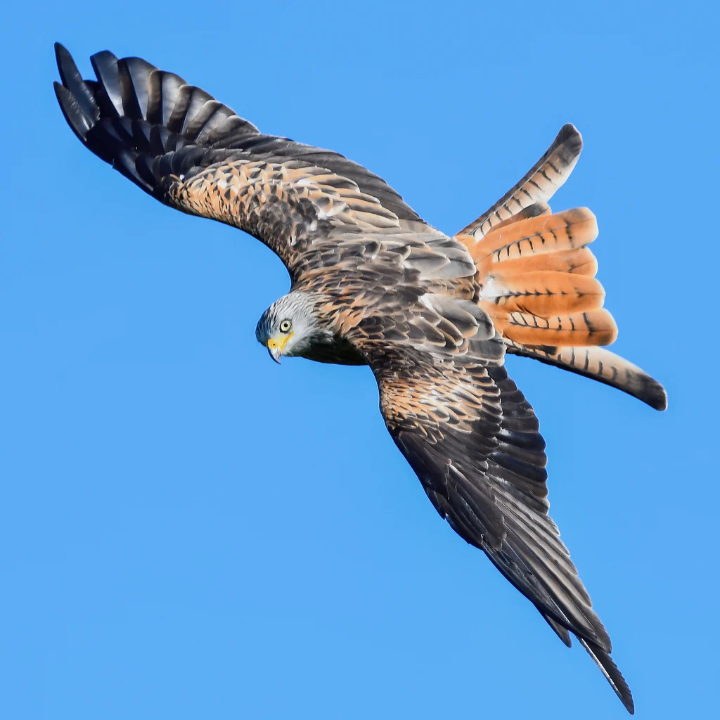 Red Kite (Milvus milvus) — photo 2 of 7