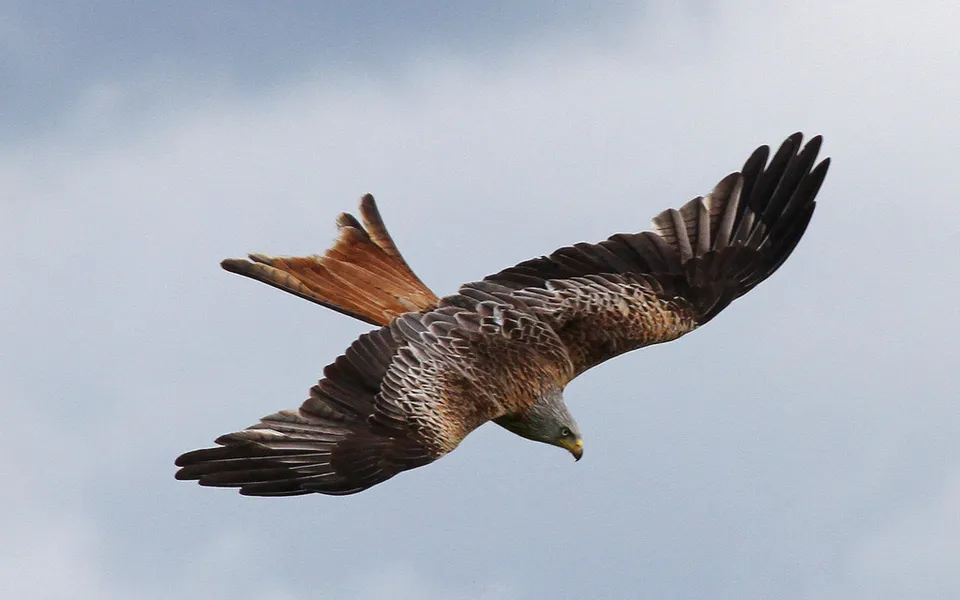 Red Kite (Milvus milvus) — photo 3 of 7