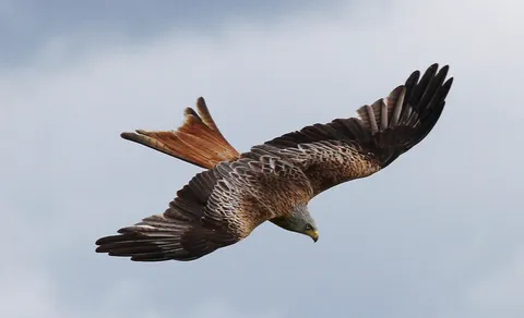 Red Kite (Milvus milvus) — photo 3 of 7