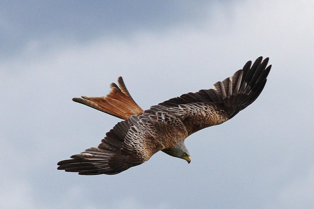 Red Kite (Milvus milvus) — photo 3 of 7