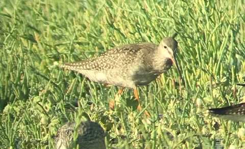 Spotted Redshank (Tringa erythropus) — photo 2 of 3