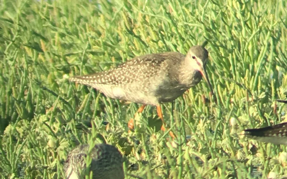 Spotted Redshank (Tringa erythropus) — photo 2 of 3