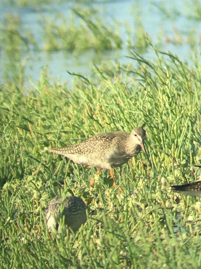 Spotted Redshank (Tringa erythropus) — photo 2 of 3