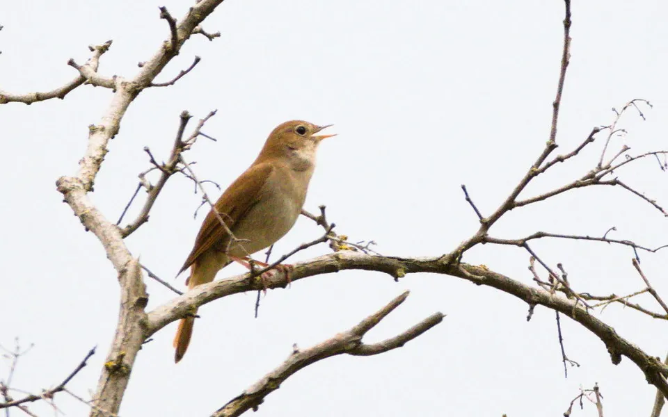 Common Nightingale (Luscinia megarhynchos) — photo 2 of 3