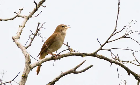 Common Nightingale (Luscinia megarhynchos) — photo 2 of 3