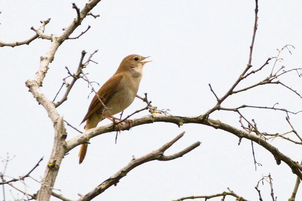 Common Nightingale (Luscinia megarhynchos) — photo 2 of 3