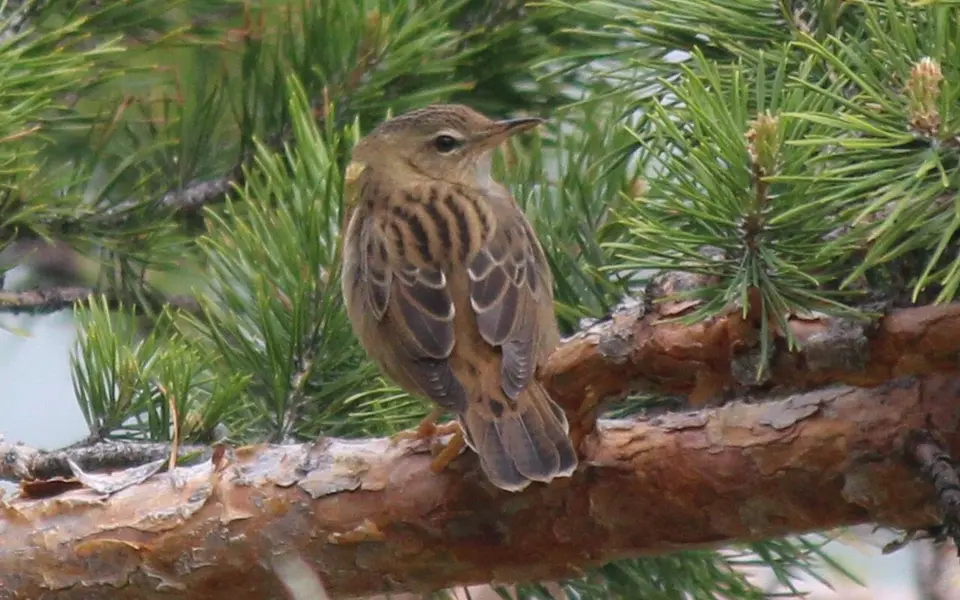 Lanceolated Warbler (Locustella lanceolata) — photo 8 of 9