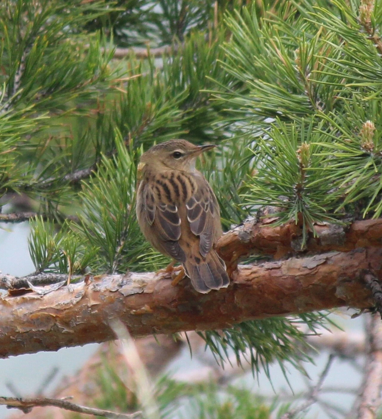 Lanceolated Warbler (Locustella lanceolata) — photo 8 of 9