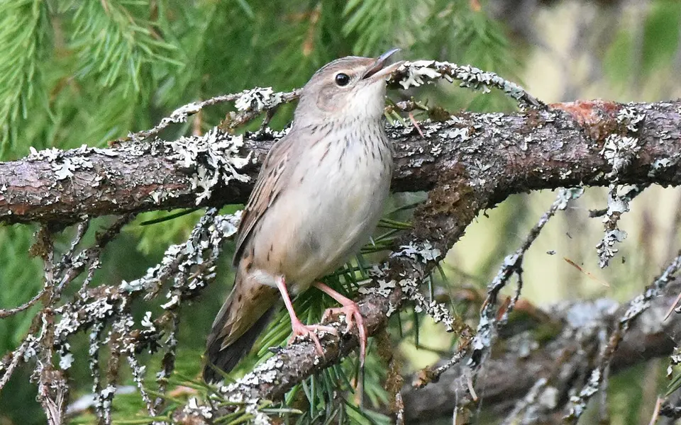 Lanceolated Warbler (Locustella lanceolata) — photo 9 of 9