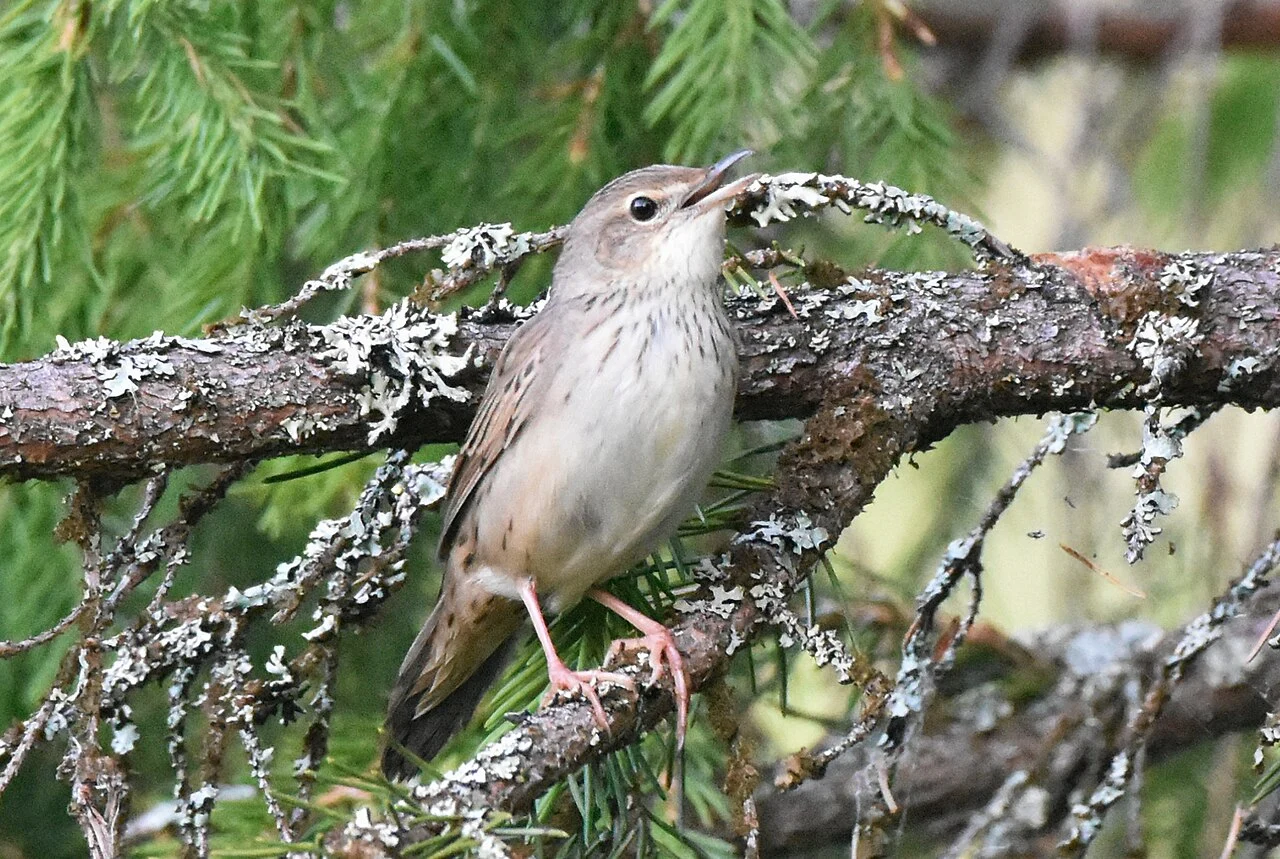 Lanceolated Warbler (Locustella lanceolata) — photo 9 of 9