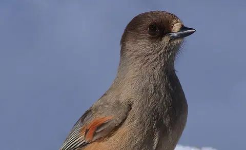Siberian Jay (Perisoreus infaustus) — photo 2 of 6