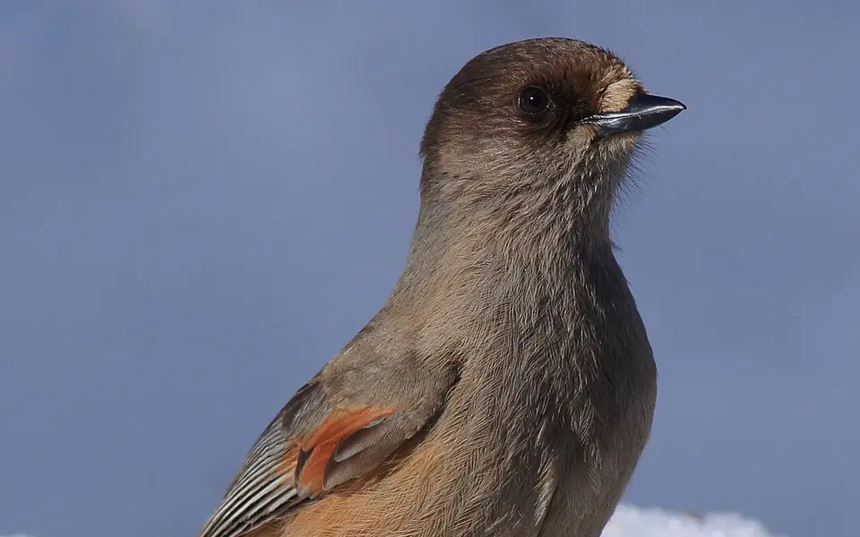 Siberian Jay (Perisoreus infaustus) — photo 2 of 6