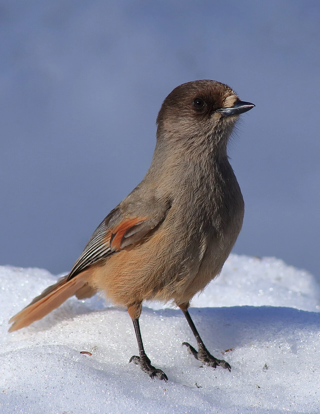Siberian Jay (Perisoreus infaustus) — photo 2 of 6
