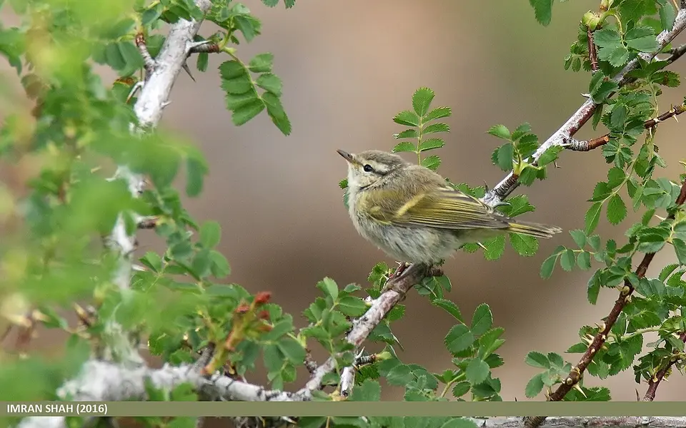 Hume’s Leaf Warbler (Phylloscopus humei) — photo 2 of 5
