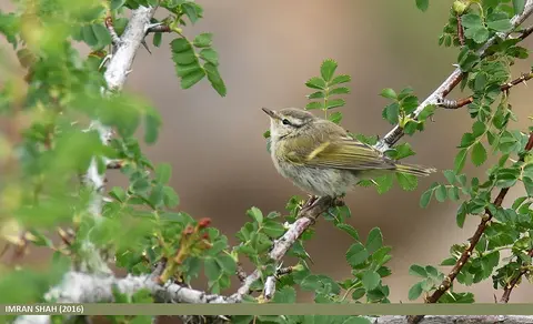 Hume’s Leaf Warbler (Phylloscopus humei) — photo 2 of 5