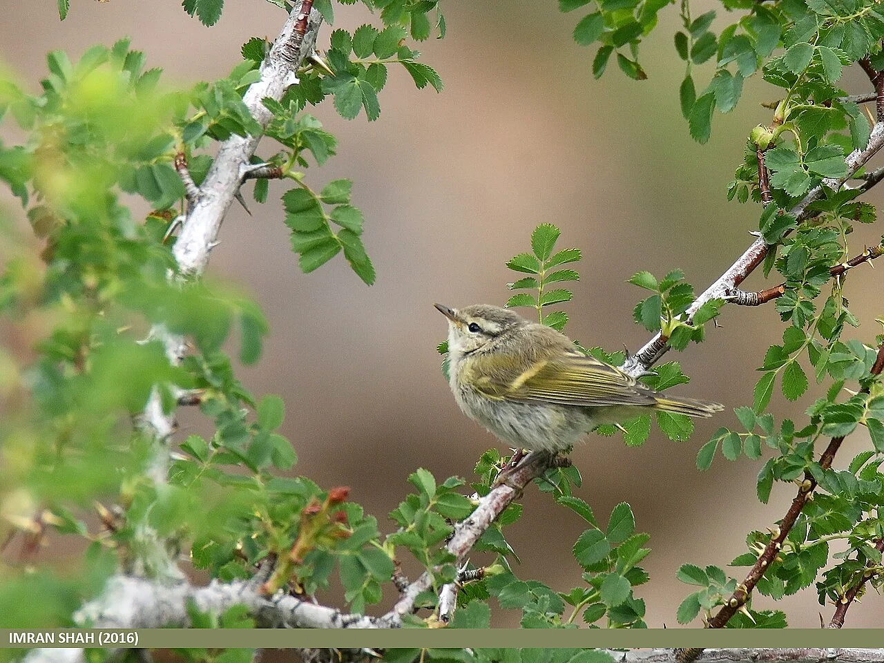 Hume’s Leaf Warbler (Phylloscopus humei) — photo 2 of 5