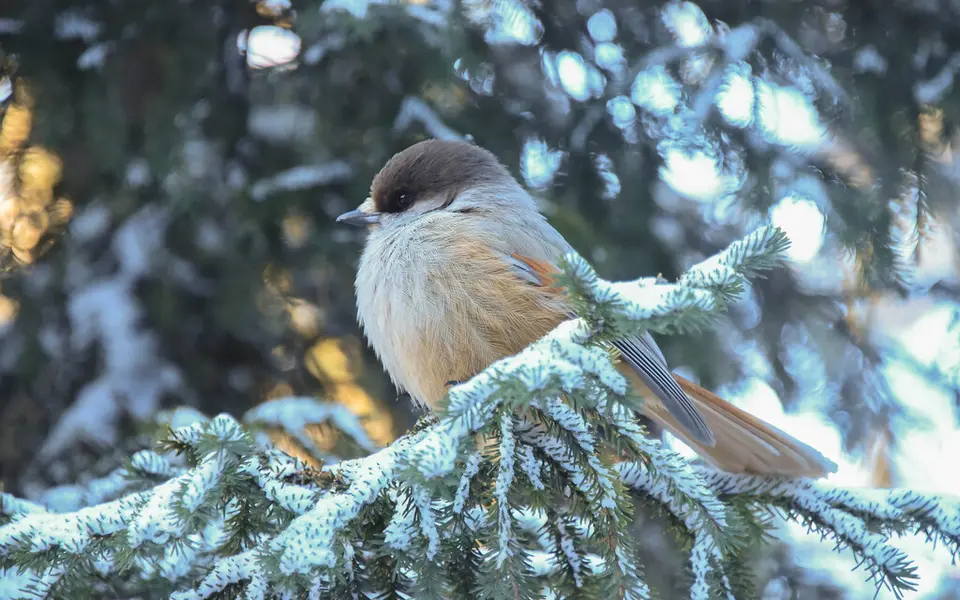 Siberian Jay (Perisoreus infaustus) — photo 3 of 6