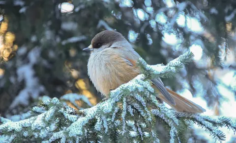 Siberian Jay (Perisoreus infaustus) — photo 3 of 6