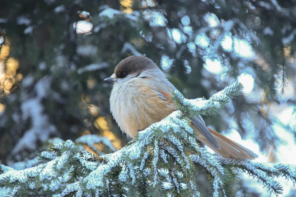 Siberian Jay (Perisoreus infaustus) — photo 3 of 6
