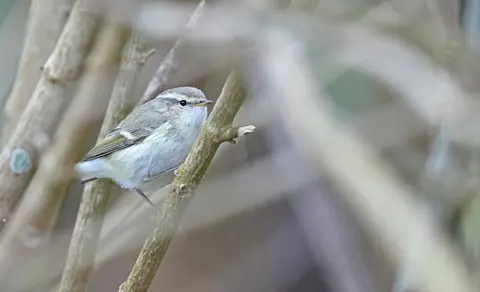 Hume’s Leaf Warbler (Phylloscopus humei) — photo 3 of 5