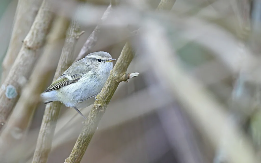 Hume’s Leaf Warbler (Phylloscopus humei) — photo 3 of 5