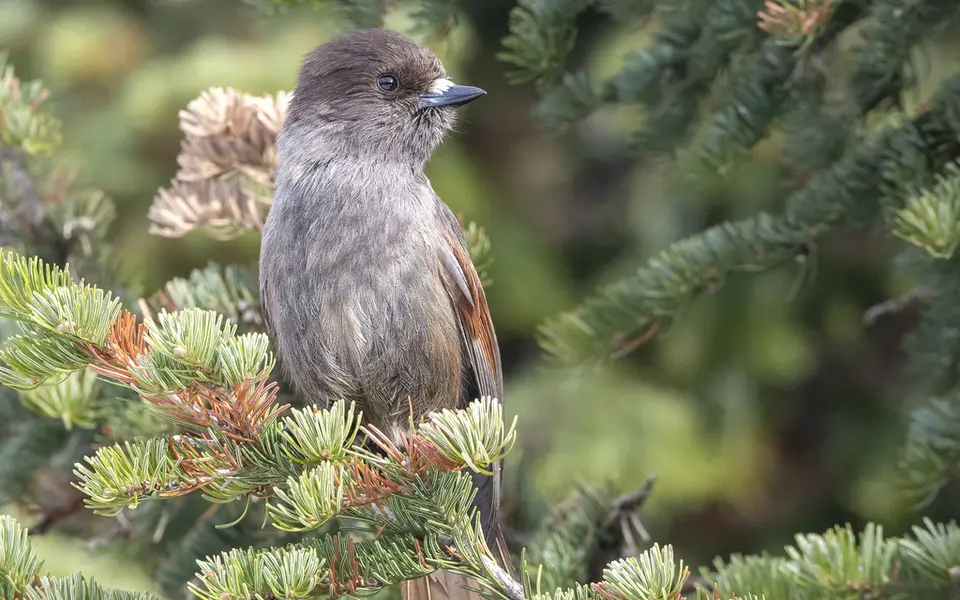 Siberian Jay (Perisoreus infaustus) — photo 4 of 6