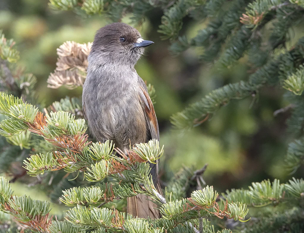 Siberian Jay (Perisoreus infaustus) — photo 4 of 6