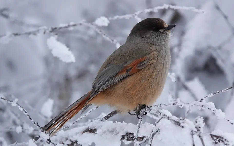 Siberian Jay (Perisoreus infaustus) — photo 1 of 6