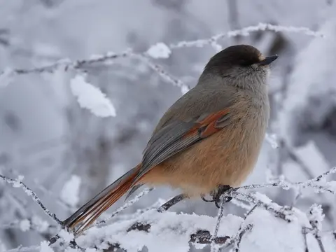 Siberian Jay