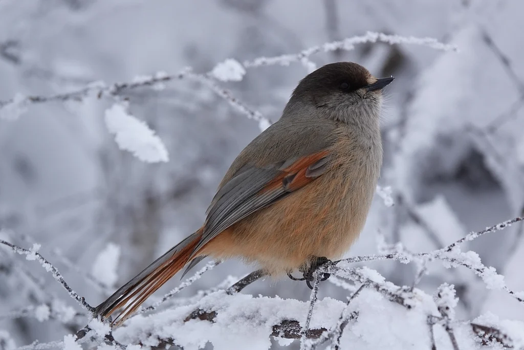 Siberian Jay (Perisoreus infaustus) — photo 1 of 6