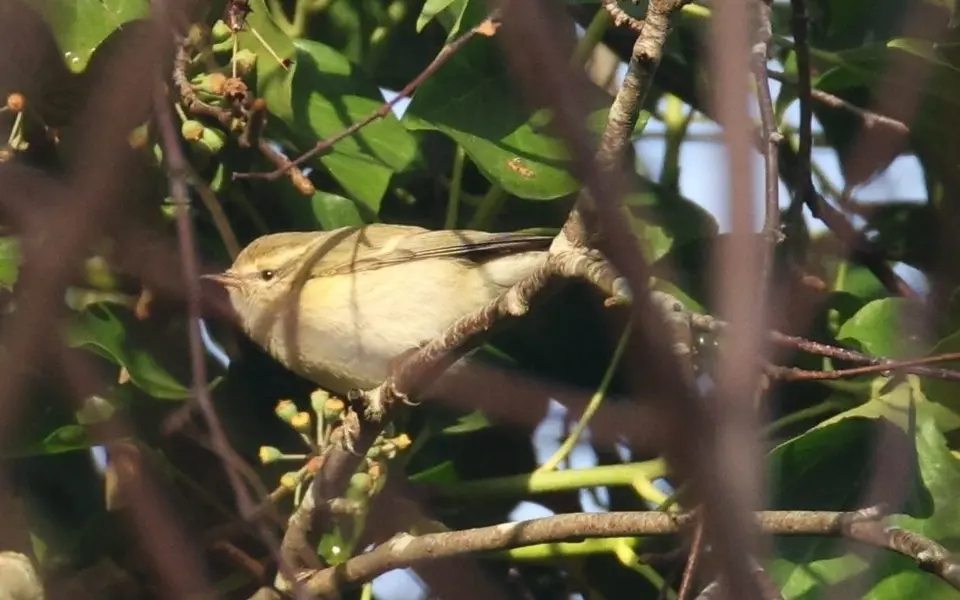 Hume’s Leaf Warbler (Phylloscopus humei) — photo 4 of 5