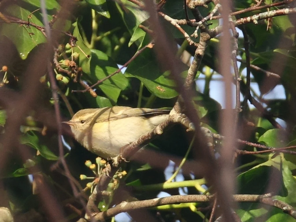 Hume’s Leaf Warbler (Phylloscopus humei) — photo 4 of 5